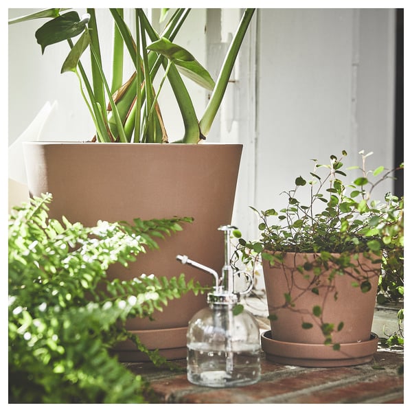 Three potted plants by window; large, medium, trailer. Spray bottle in front.