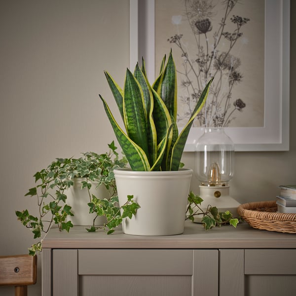 Two green plants in white pots on a wooden drawer; one tall snake plant, one trailing ivy.