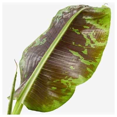 Large tropical leaf with vivid green patches on brown background. Promotes a fresh, natural look.