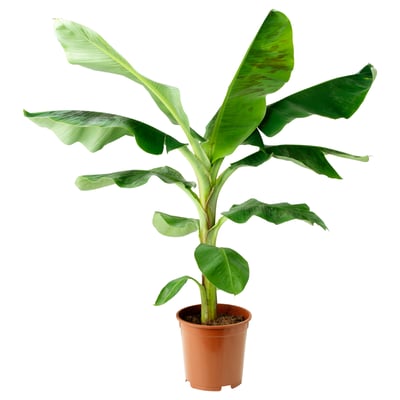 Potted banana plant.