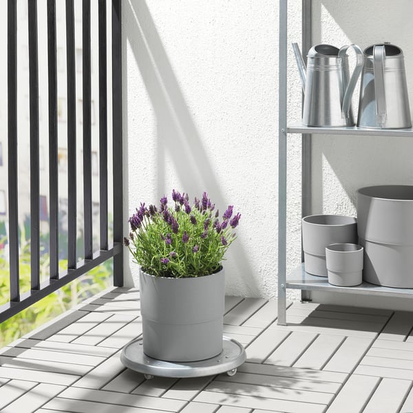 Modern balcony with lavender plant, metal watering cans, and pots on shelf.