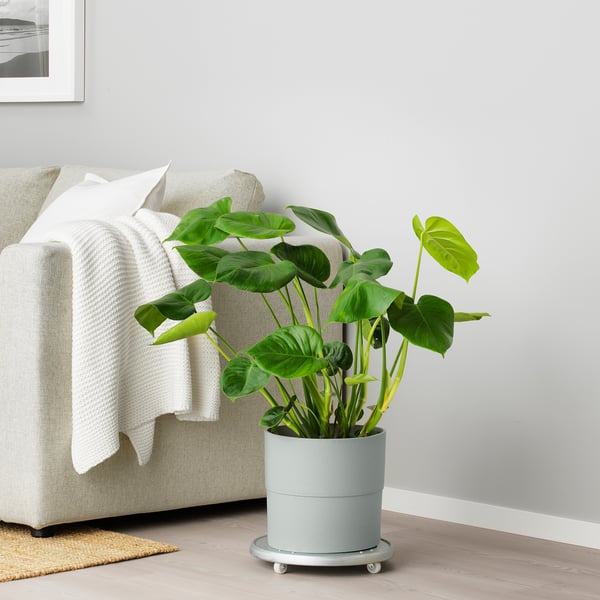 Modern living room with large green plant in blue NYPON planter beside cushioned sofa.
