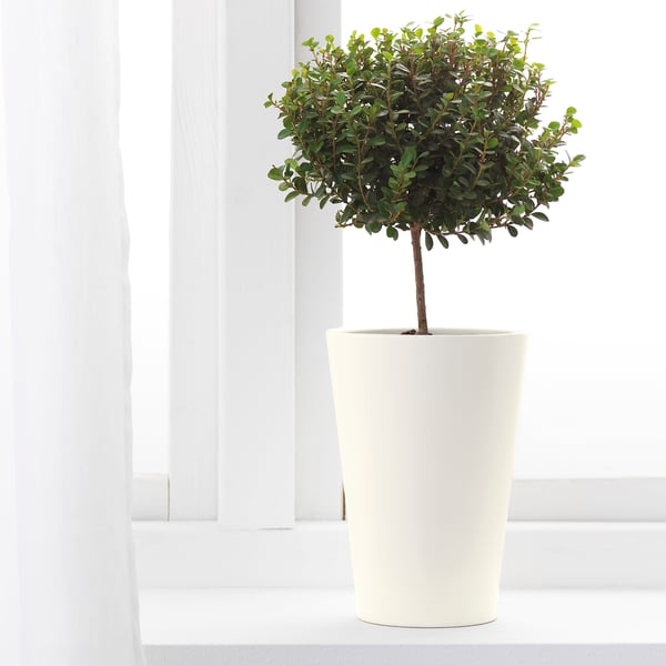 Potted tree in white cylindrical planter on windowsill.