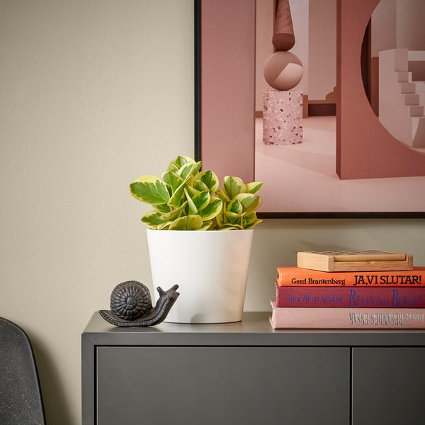 Small potted PEPEROMIA plant on shelf with books & snail deco.