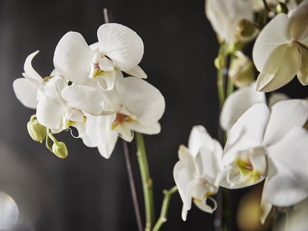 Close-up of white PHALAENOPSIS orchids, elegant flowers with delicate petals, stems, and buds against dark background.