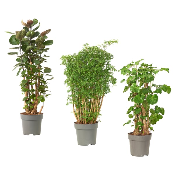 Three potted green plants, diverse leaves.