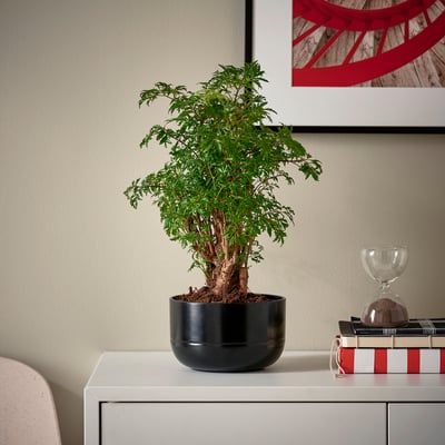 Potted POLYSCIAS plant, book, hourglass, wall art. Character count: 46