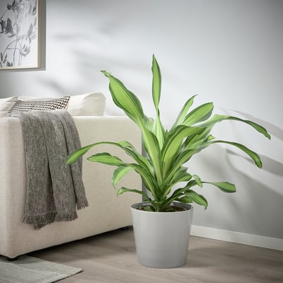 Green plant by cream couch, gray throw.