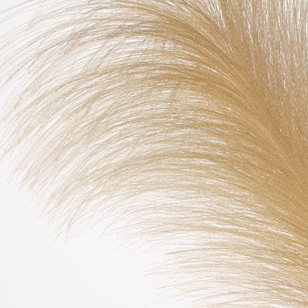 Close-up of golden pampas grass, detailed texture, delicate fibres.
