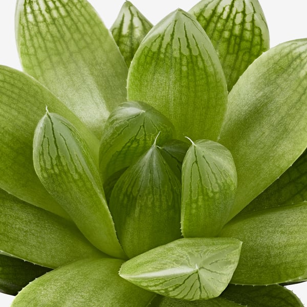 Close-up of a healthy, vibrant green SUCCULENT plant with smooth, pointed leaves sunlight glistening on its surface.