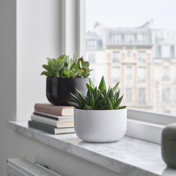 Window sill with two small SUCCULENTs in black & white pots, stacked books, and historic building view outside.
