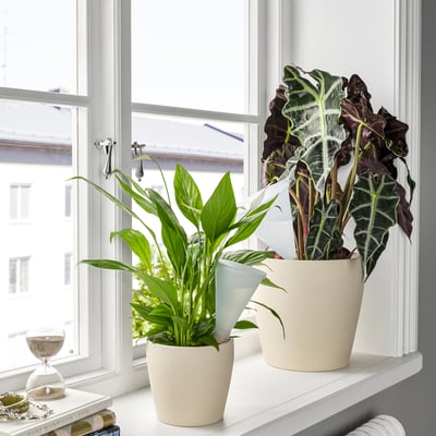 Two potted plants on a windowsill with SVÄMSKOG inserts; one green, one dark green with white veins, by a small hourglass and books.