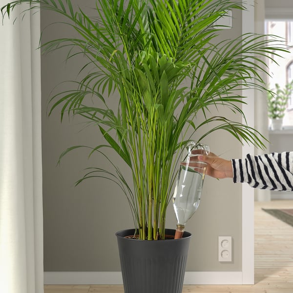 Watering a plant