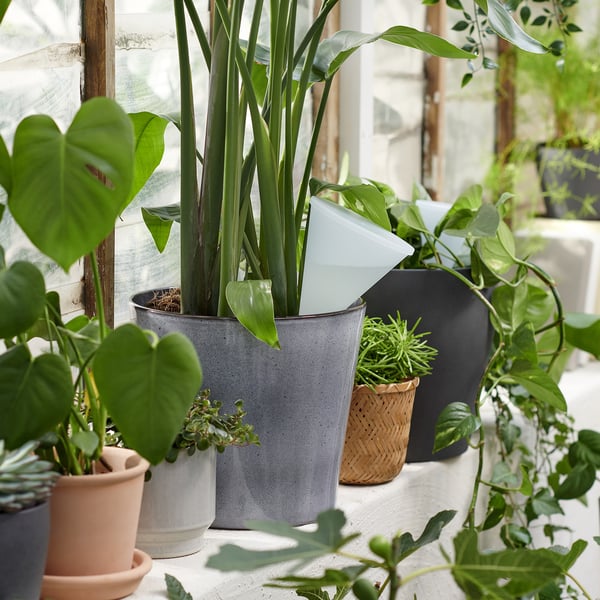 Self-watering pots with green plants near a window.