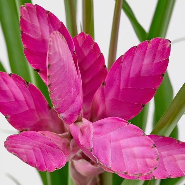 Bright pink TILLANDSIA leaves with green stems, close-up view, vibrant and healthy.