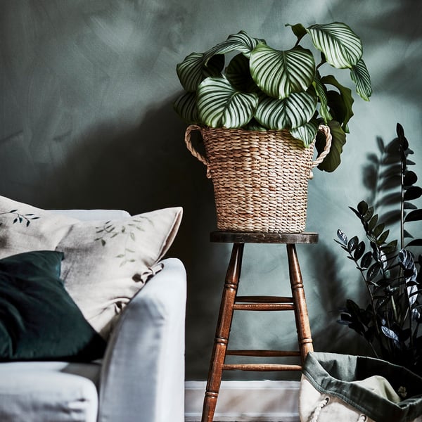 Banana fibre TÖRNBÄR basket with plant on stool, against green wall.