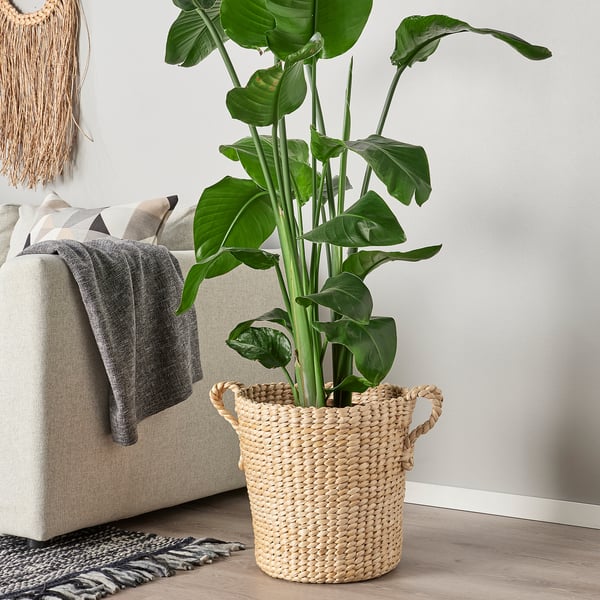 TÖRNBÄR natural woven basket, large, holds tall potted plant, adds rustic decor.
