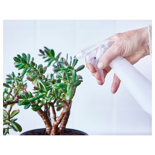 A hand holds a white spray bottle misting a green succulent plant.