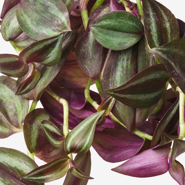 Hanging plant with dark purple and green leaves.