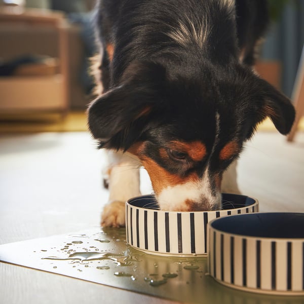 A puppy drinks from a striped bowl on a UTSÅDD mat; small, white with black stripes, non-slip, protecting the floor.