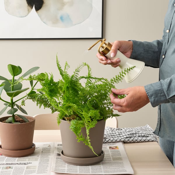 A person watering lush green plants with a stylish VATTENKRASSE watering can, promoting indoor gardening.
