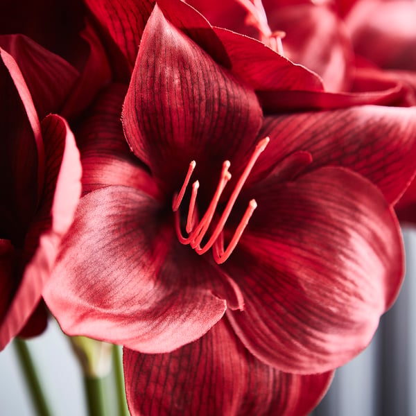 Vibrant red amaryllis bloom, vivid petals, central white stamens.