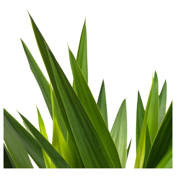 A vibrant, green yucca plant with long pointed leaves against a white background.