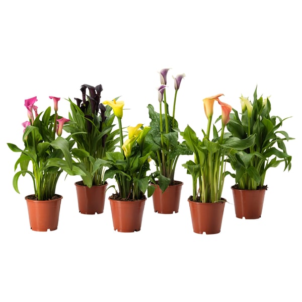 Six potted ZANTEDESCHIA in red pots, showing pink, yellow, orange, and purple flowers.