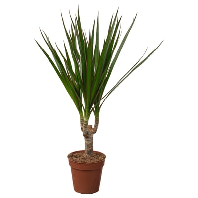 Potis DRACAENA MARGINATA rohekasvalgete lehtede ja lillade vartega.
