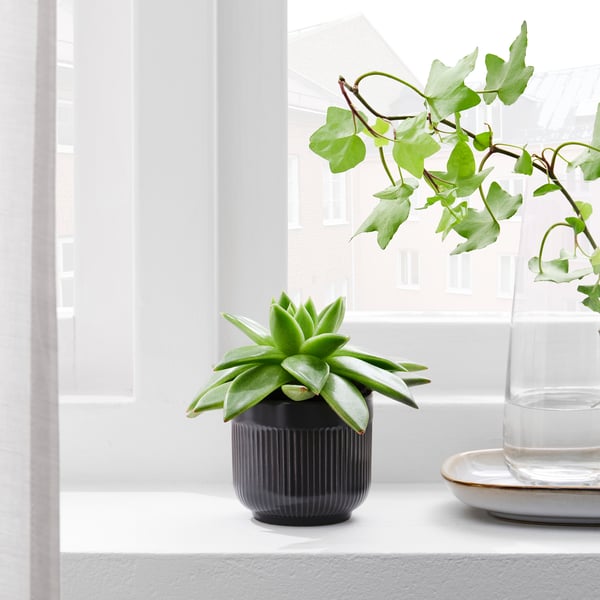 Väike potimahlakas aknalaual, ümbritsetud minimalistliku sisekujundusega.