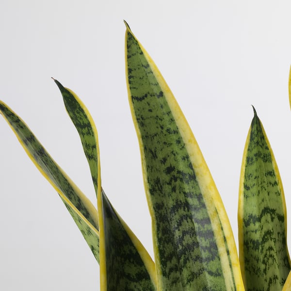 Elujõuline SANSEVIERIA TRIFASCIATA: kõrged, rohelised kollaste servadega lehed, terved ja hoolitsetud.