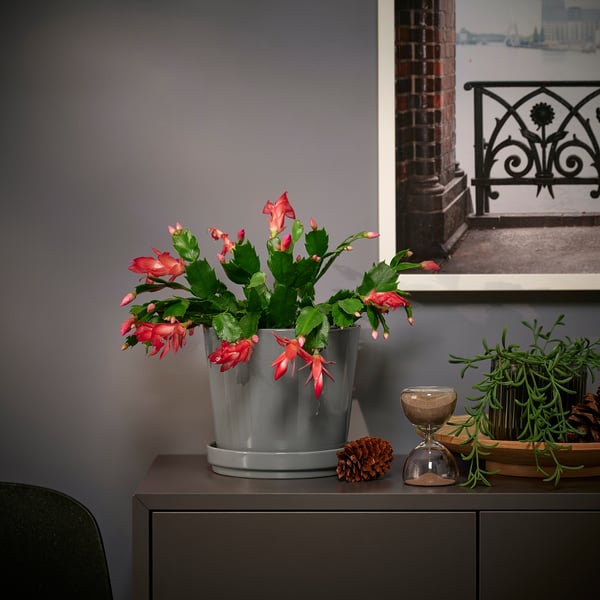 Punane SCHLUMBERGERA kaktus käbi, liivakella ja fotoga.