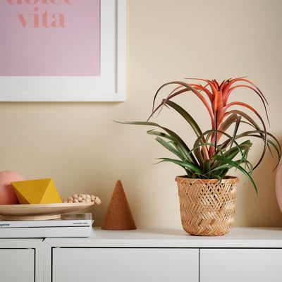 Nikita TILLANDSIA punaste lehtede ja raamatutega taim.