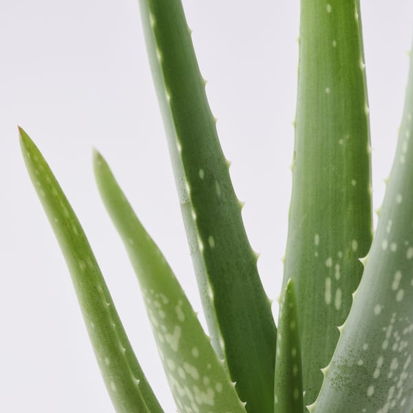 ALOE VERA Растение в горшке, Алоэ, 12 см