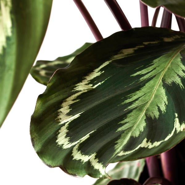 CALATHEA КАЛАТЕЯ Растение в горшке, Калатея/различные растения, 19 см
