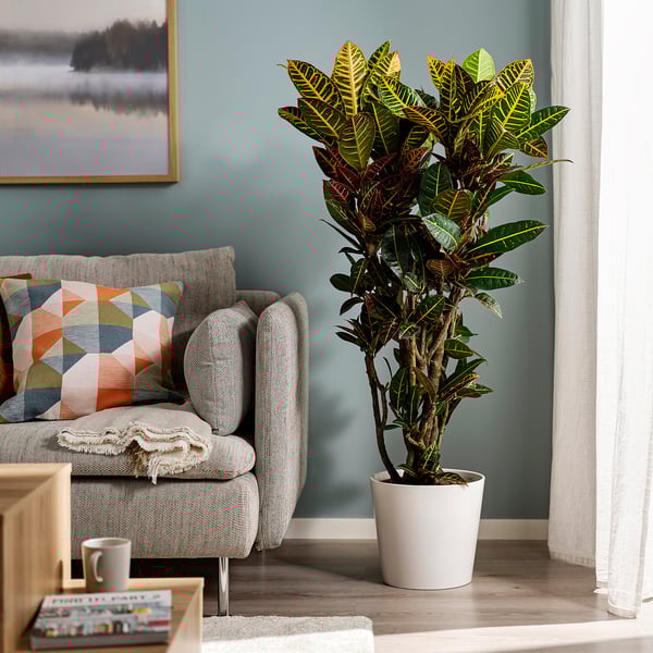 CODIAEUM Растение в горшке, кротон, 24 см