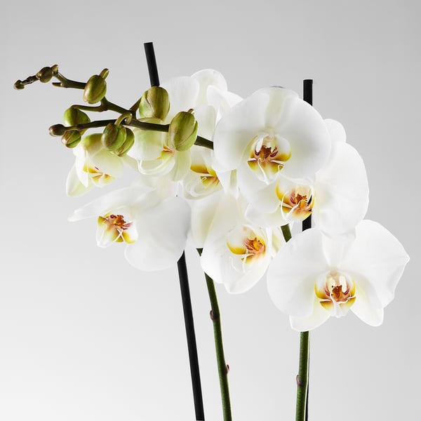 PHALAENOPSIS Растение в горшке, Орхидея/2 стебля, 12 см