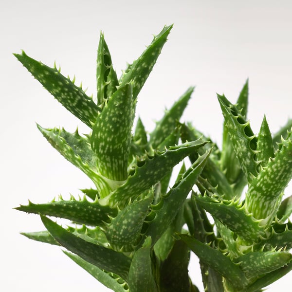 SUCCULENT Растение в горшке, различные растения/Суккулент, 9 см