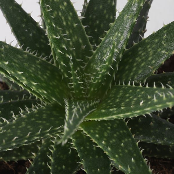 SUCCULENT Растение в горшке, различные растения/Суккулент, 9 см