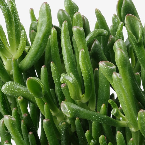 SUCCULENT Растение в горшке, различные растения, 15 см