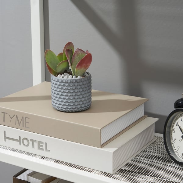 BÄCKDRÅG Plant pot, fish scale patterned/white grey, 6 cm