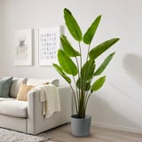 FEJKA Artificial potted plant, in/outdoor Bird of paradise, 23 cm