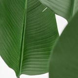 FEJKA Artificial potted plant, in/outdoor Bird of paradise, 23 cm