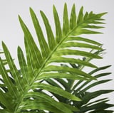 FEJKA Artificial potted plant, in/outdoor Fern palm, 17 cm