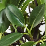 FEJKA Artificial potted plant, in/outdoor/Weeping fig stem, 12 cm