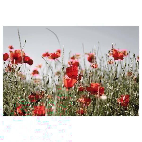 PJÄTTERYD Picture, red Field flowers, 118x78 cm