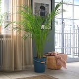 Plantes en testos verd verd ÅKERBÄR prop d'una finestra, amb una cistella amb una manta.