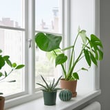 Tres plantes en test al costat d'una finestra, una gran de fulla verda i dues més petites, amb vista al paisatge urbà a l'exterior.