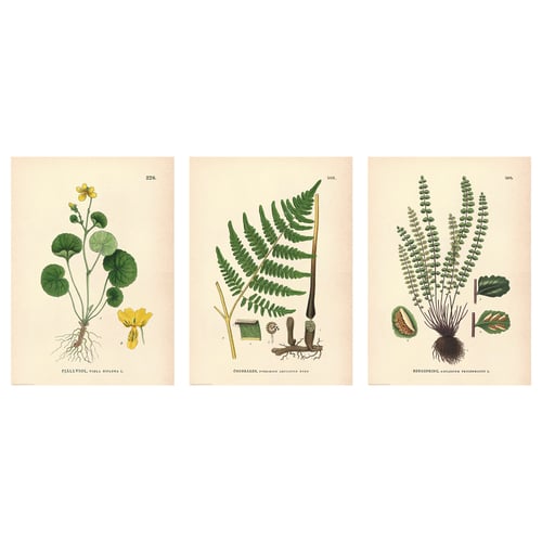 Tres il·lustracions botàniques vintage de plantes: flor groga, falguera i falguera verda. Estil artístic detallat i educatiu.
