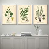 Tres estampats botànics sobre aparador: fiallviol, geum-rhod, asplenium. Aparador amb llibres, petxina, gerro.